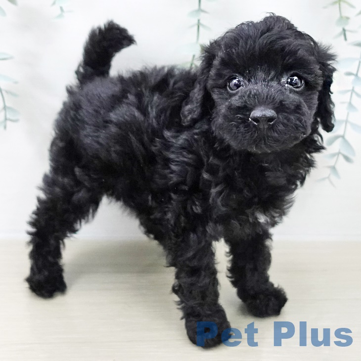神奈川県のトイプードル(トイ) (ペットプラス 新百合丘店/2025年9月10日生まれ/女の子/ブラック)の子犬の1枚目の画像