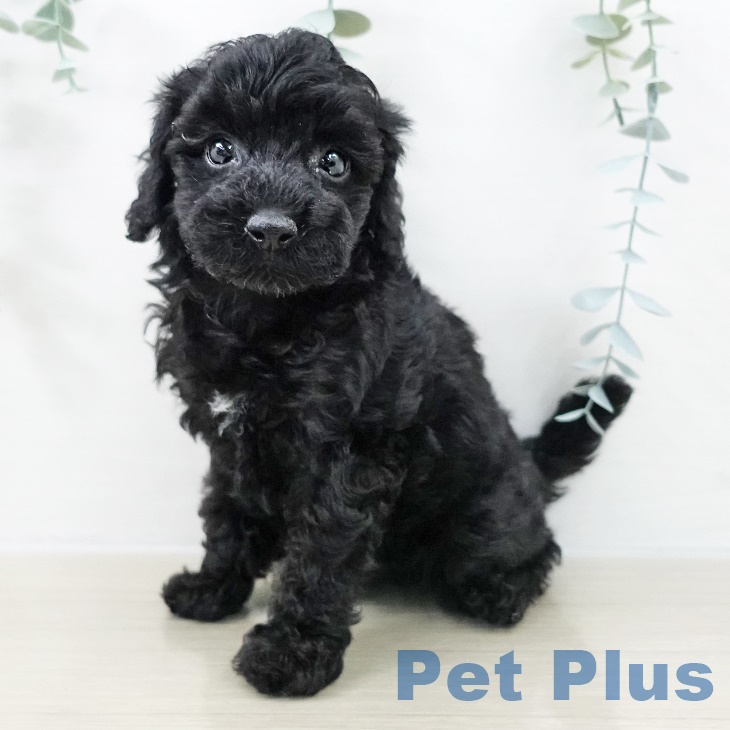 神奈川県のトイプードル(トイ) (ペットプラス 新百合丘店/2025年9月10日生まれ/女の子/ブラック)の子犬の2枚目の画像