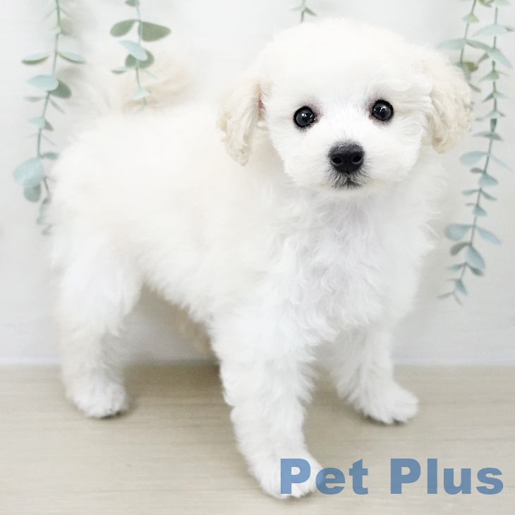 埼玉県のトイプードル(トイ) (ペットプラス 羽生店/2025年9月5日生まれ/女の子/クリーム)の子犬の1枚目の画像