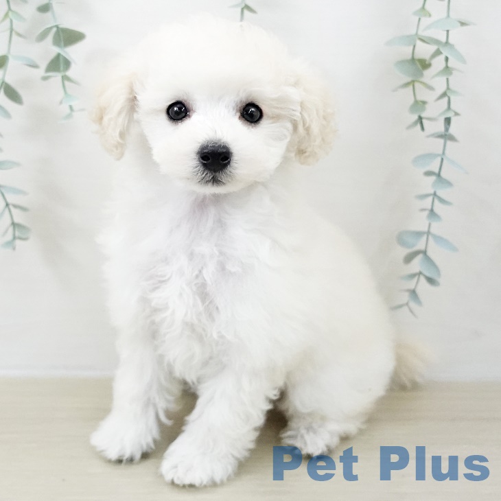 埼玉県のトイプードル(トイ) (ペットプラス 羽生店/2025年9月5日生まれ/女の子/クリーム)の子犬の2枚目の画像