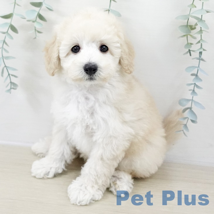 トイ・プードル