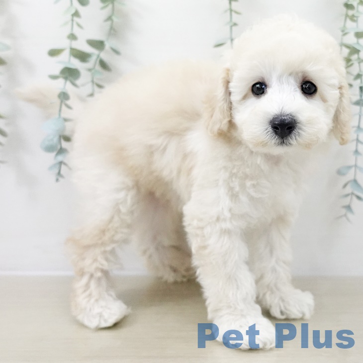 トイ・プードルの写真2