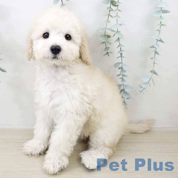 トイ・プードル