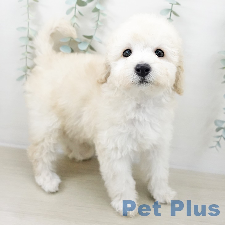 トイ・プードルの写真2