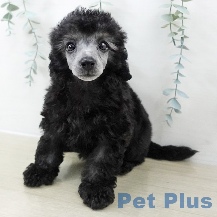 神奈川県のトイプードル(トイ) (ペットプラス ゆめが丘ソラトス店/2025年9月10日生まれ/女の子/シルバー)の子犬の1枚目の画像