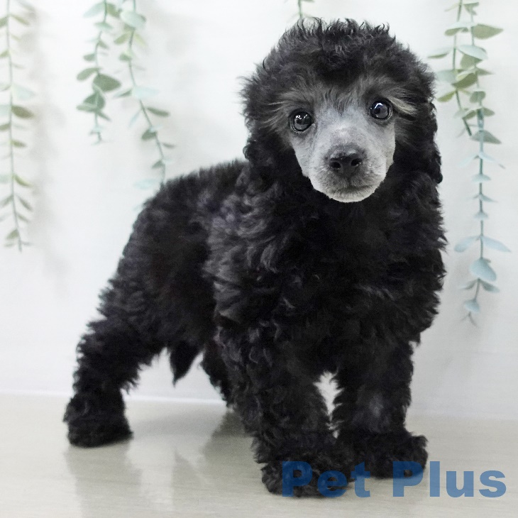 神奈川県のトイプードル(トイ) (ペットプラス ゆめが丘ソラトス店/2025年9月10日生まれ/女の子/シルバー)の子犬の2枚目の画像