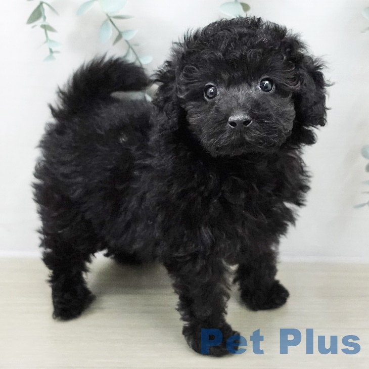 宮城県のトイプードル(トイ) (ペットプラス 名取店/2025年9月10日生まれ/男の子/ブラック)の子犬の1枚目の画像