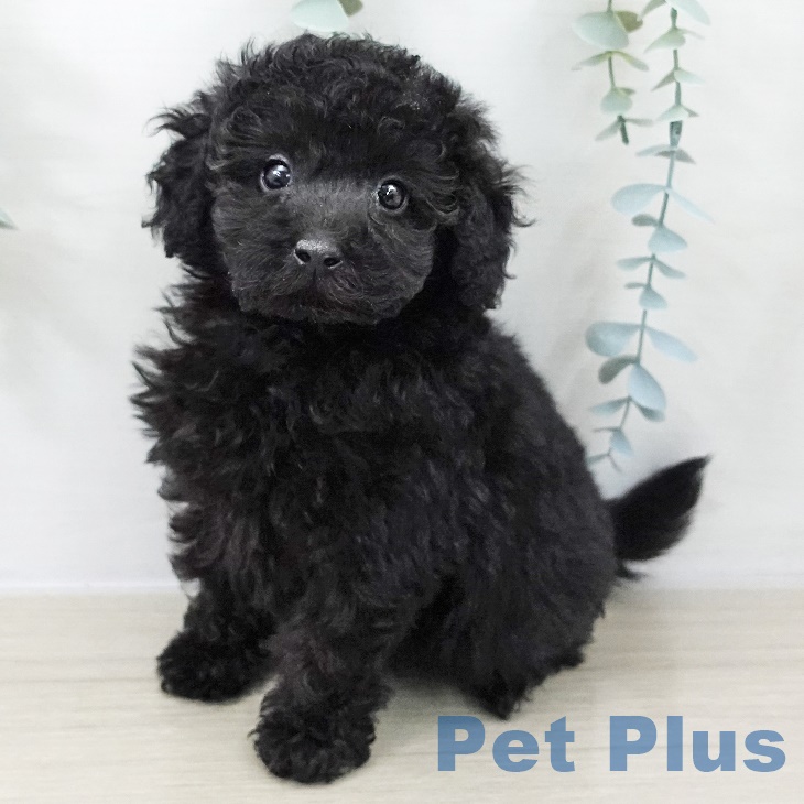 宮城県のトイプードル(トイ) (ペットプラス 名取店/2025年9月10日生まれ/男の子/ブラック)の子犬の2枚目の画像