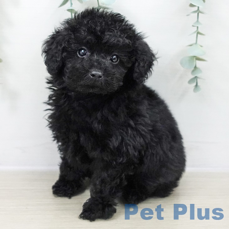 埼玉県のトイプードル(トイ) (ペットプラス 羽生店/2025年9月10日生まれ/男の子/ブラック)の子犬の1枚目の画像