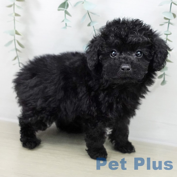 埼玉県のトイプードル(トイ) (ペットプラス 羽生店/2025年9月10日生まれ/男の子/ブラック)の子犬の2枚目の画像
