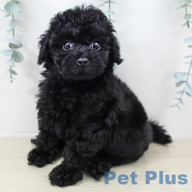 千葉県のトイプードル(トイ) (ペットプラス 船橋店/2025年9月10日生まれ/男の子/ブラック)の子犬の1枚目の画像