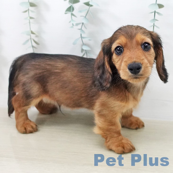 岩手県のカニンヘンダックスフンド(ロング) (ペットプラス 盛岡南店/2025年9月7日生まれ/男の子/シェーデットレッド)の子犬
