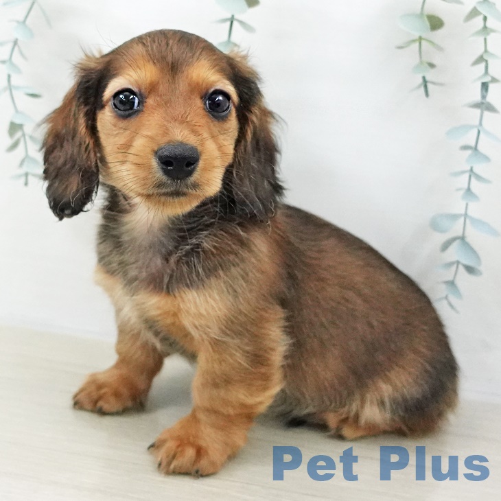 埼玉県のカニンヘンダックスフンド(ロング) (ペットプラス ピオニウォーク東松山店/2025年9月7日生まれ/男の子/シェーデットレッド)の子犬の1枚目の画像