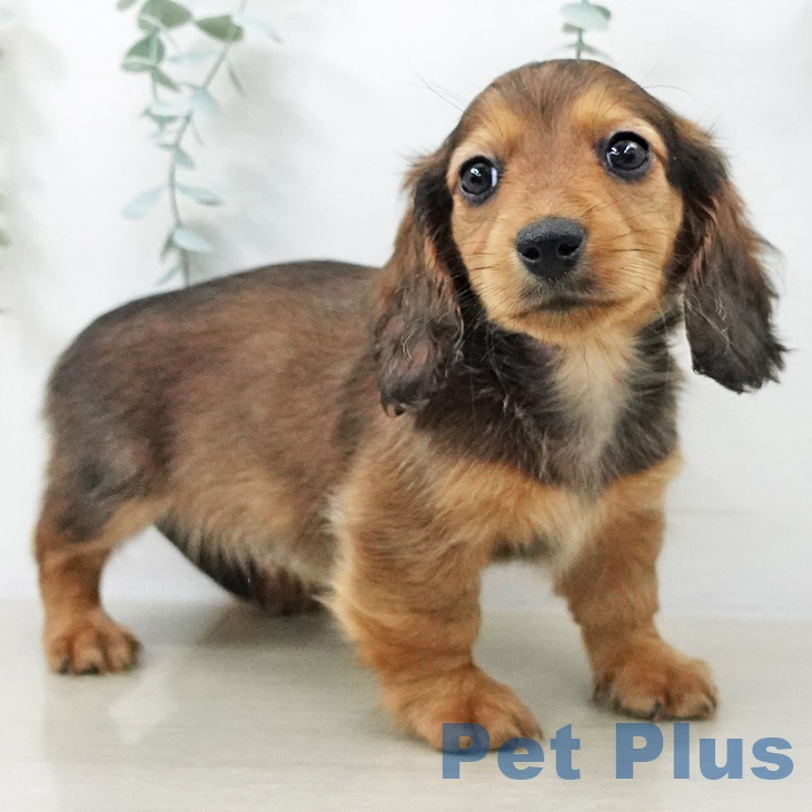 埼玉県のカニンヘンダックスフンド(ロング) (ペットプラス ピオニウォーク東松山店/2025年9月7日生まれ/男の子/シェーデットレッド)の子犬の2枚目の画像