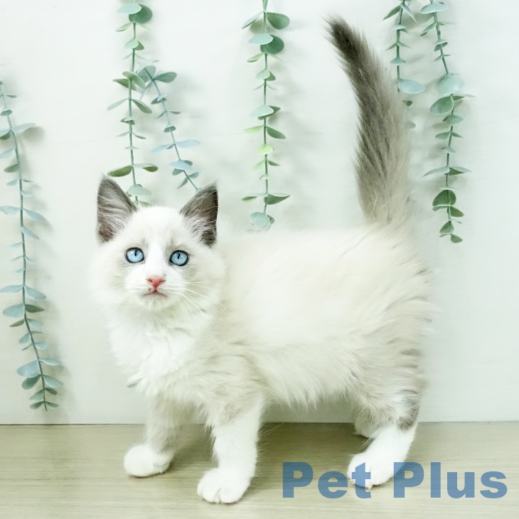 長野県のラグドール (ペットプラス 須坂店/2025年9月4日生まれ/男の子/ブルーポイントバイカラー)の子猫