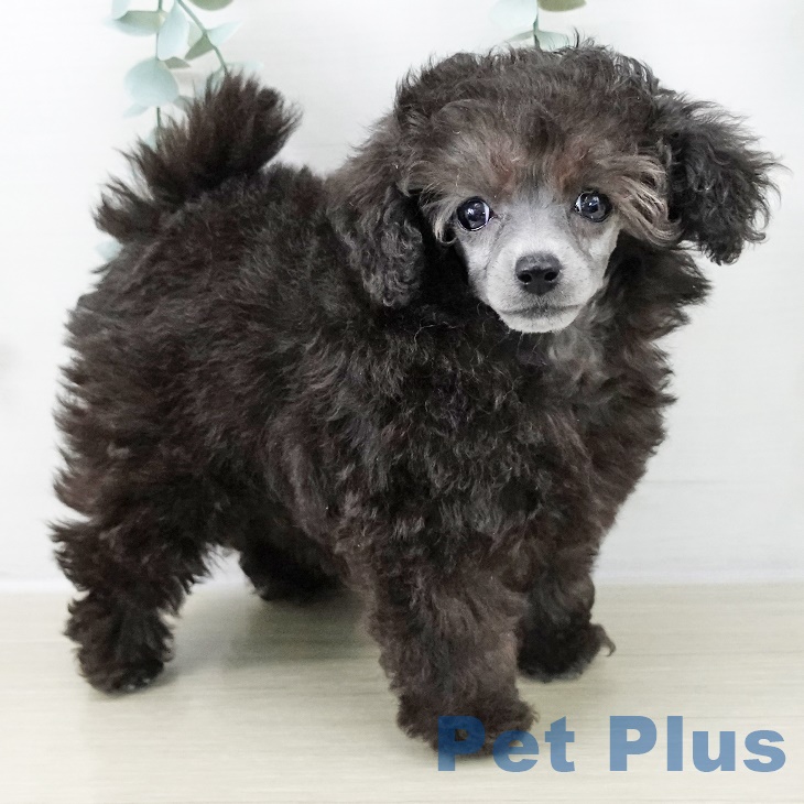 東京都のトイプードル(トイ) (ペットプラス アクアシティお台場店/2025年9月4日生まれ/女の子/シルバー)の子犬の1枚目の画像