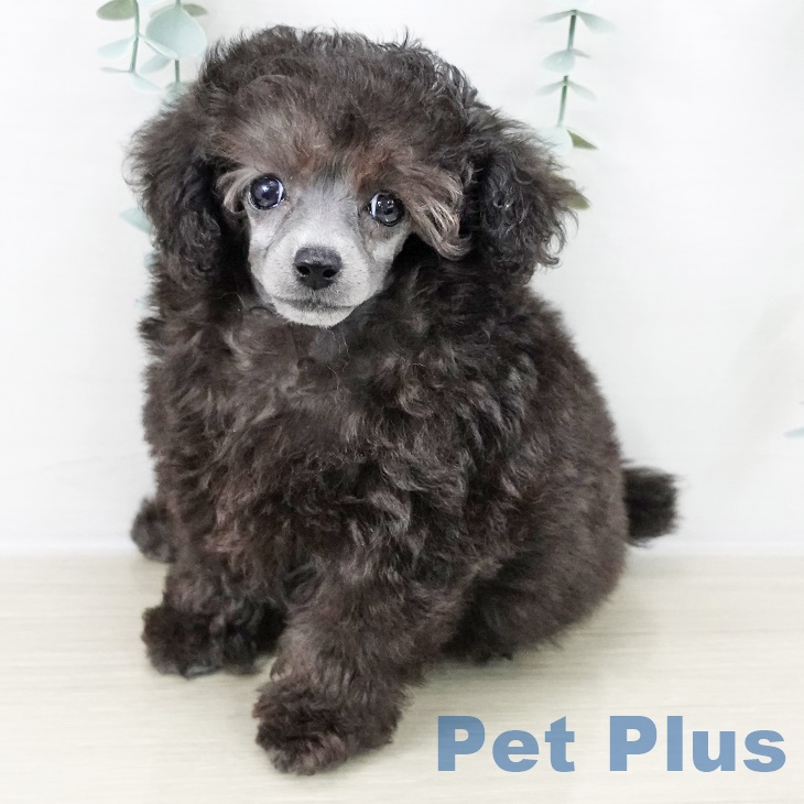 東京都のトイプードル(トイ) (ペットプラス アクアシティお台場店/2025年9月4日生まれ/女の子/シルバー)の子犬の2枚目の画像