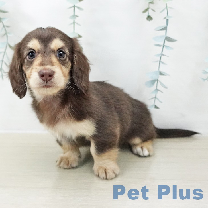 ミニチュア・ダックスフンドの写真2