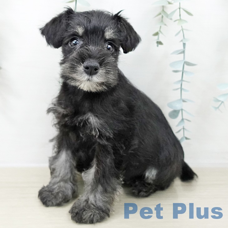 ミニチュア・シュナウザー