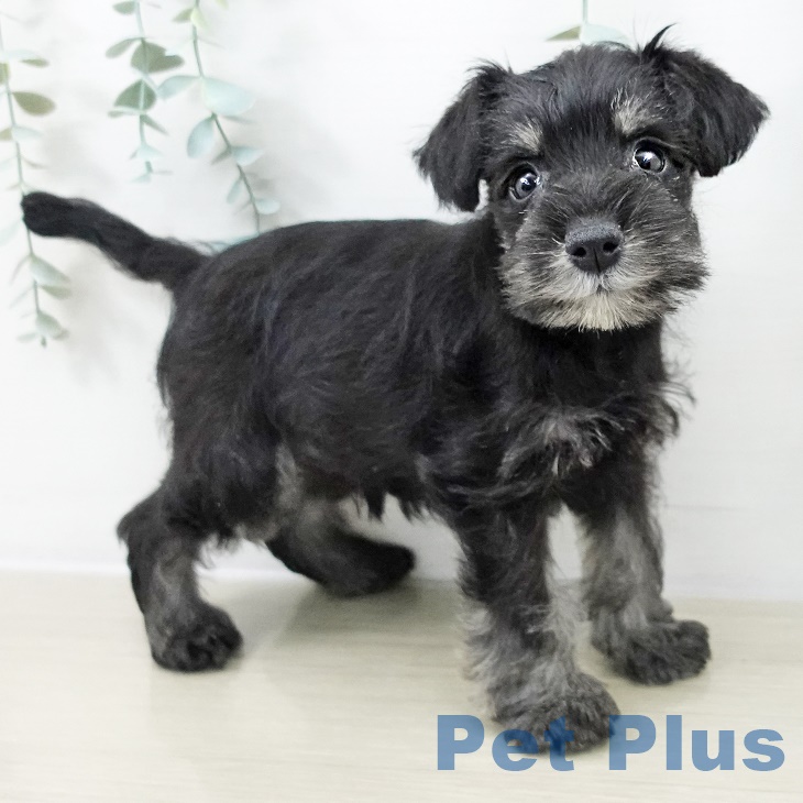 ミニチュア・シュナウザー