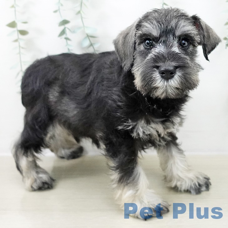 宮城県のミニチュアシュナウザー (ペットプラス 仙台上杉店/2025年9月10日生まれ/男の子/ソルトペッパー)の子犬