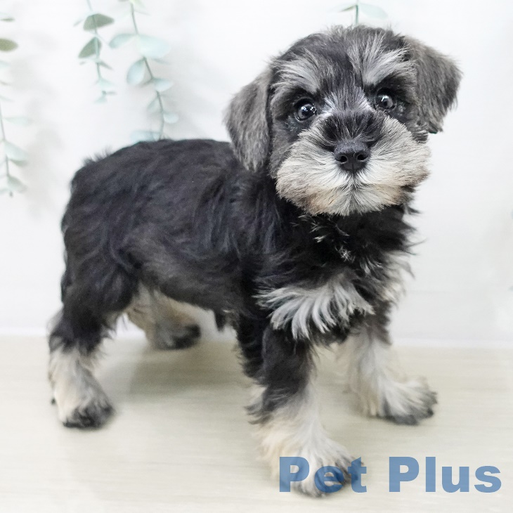 ミニチュア・シュナウザー