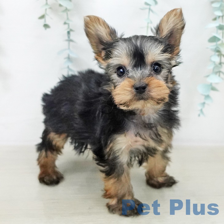 埼玉県のヨークシャーテリア (ペットプラス ららぽーと富士見店/2025年9月10日生まれ/男の子/スチールブルータン)の子犬