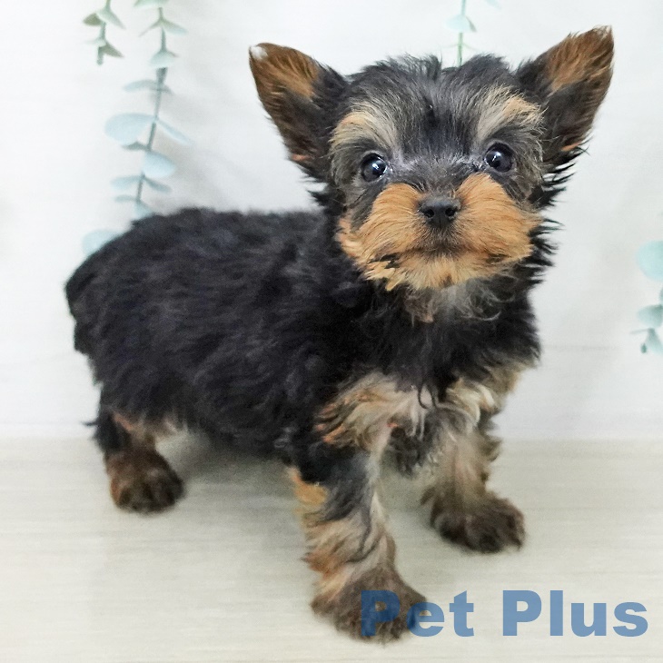 ヨークシャー・テリア