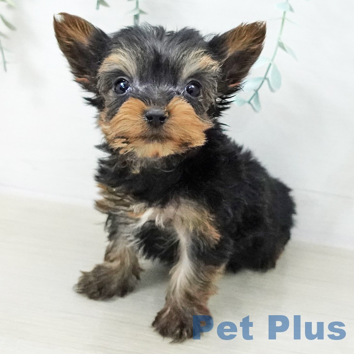 ヨークシャー・テリア