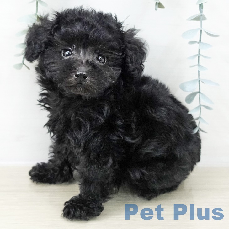 千葉県のトイプードル(トイ) (ペットプラス 幕張新都心店/2025年9月8日生まれ/男の子/シルバー)の子犬の1枚目の画像