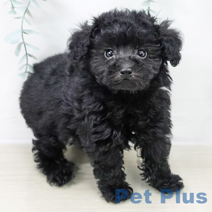 千葉県のトイプードル(トイ) (ペットプラス 幕張新都心店/2025年9月8日生まれ/男の子/シルバー)の子犬の2枚目の画像