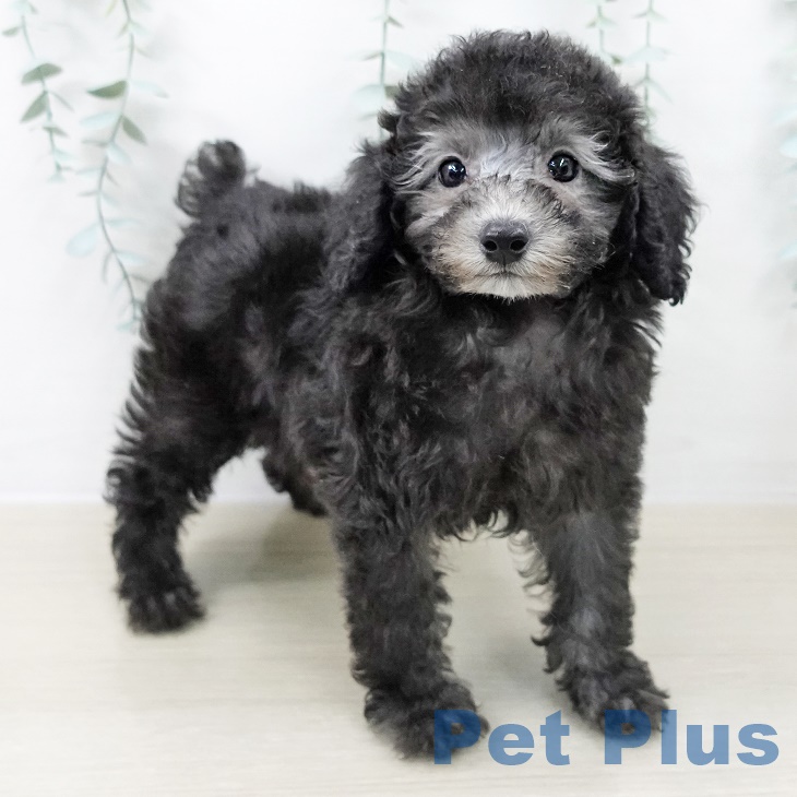 山梨県のトイプードル(トイ) (ペットプラス 甲府国母店/2025年9月8日生まれ/女の子/シルバー)の子犬の1枚目の画像