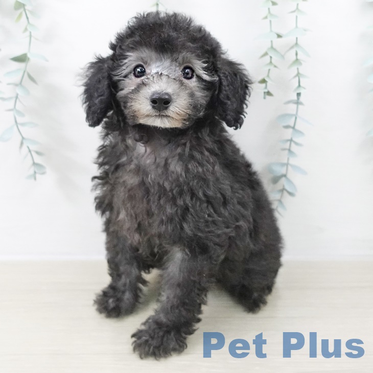 山梨県のトイプードル(トイ) (ペットプラス 甲府国母店/2025年9月8日生まれ/女の子/シルバー)の子犬の2枚目の画像