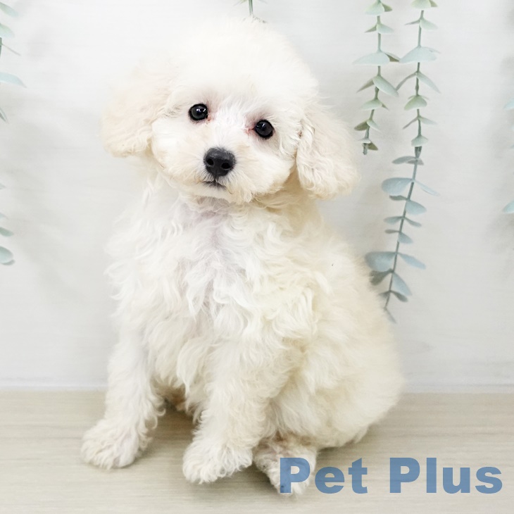 長野県のトイプードル(トイ) (ペットプラス 松本店/2025年9月8日生まれ/女の子/ホワイト)の子犬の1枚目の画像
