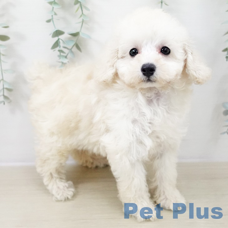 長野県のトイプードル(トイ) (ペットプラス 松本店/2025年9月8日生まれ/女の子/ホワイト)の子犬の2枚目の画像