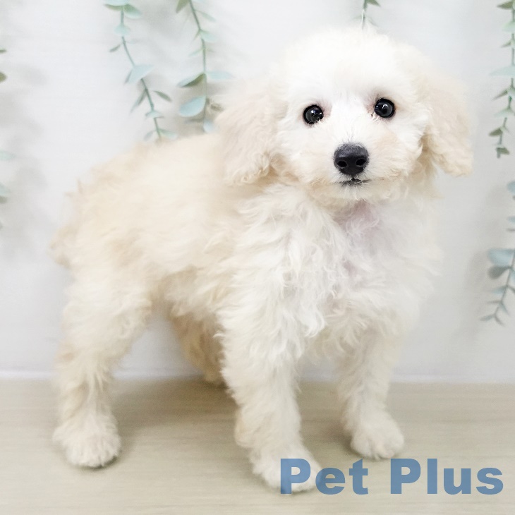 長野県のトイプードル(トイ) (ペットプラス 須坂店/2025年9月8日生まれ/男の子/ホワイト)の子犬