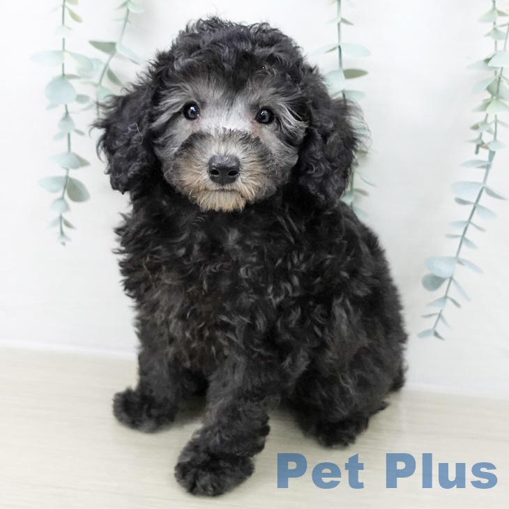 千葉県のトイプードル(トイ) (ペットプラス コトエ流山おおたかの森店/2025年9月8日生まれ/男の子/シルバー)の子犬の1枚目の画像