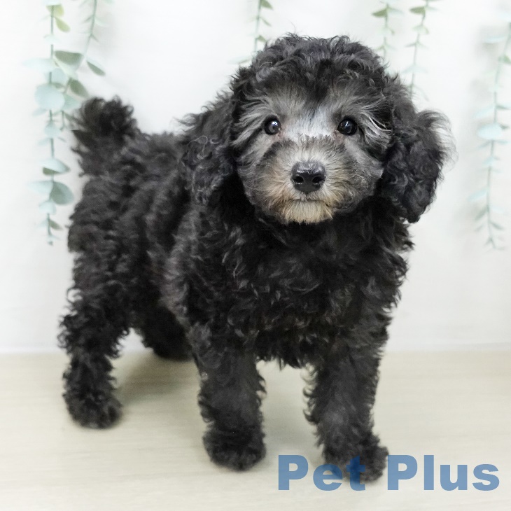 千葉県のトイプードル(トイ) (ペットプラス コトエ流山おおたかの森店/2025年9月8日生まれ/男の子/シルバー)の子犬の2枚目の画像