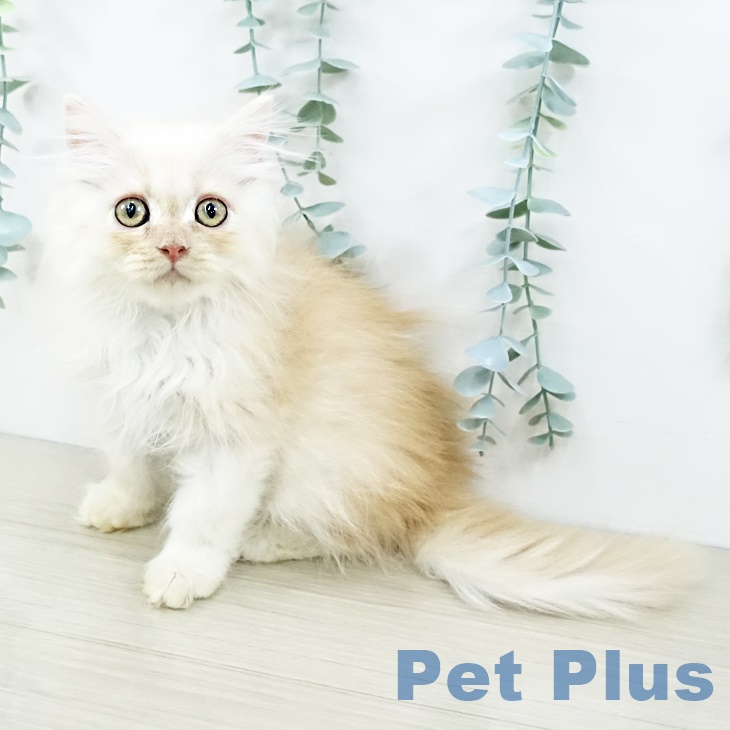 神奈川県のマンチカン (ペットプラス アミーゴ藤沢店/2025年8月30日生まれ/男の子/カメオタビーホワイト)の子猫