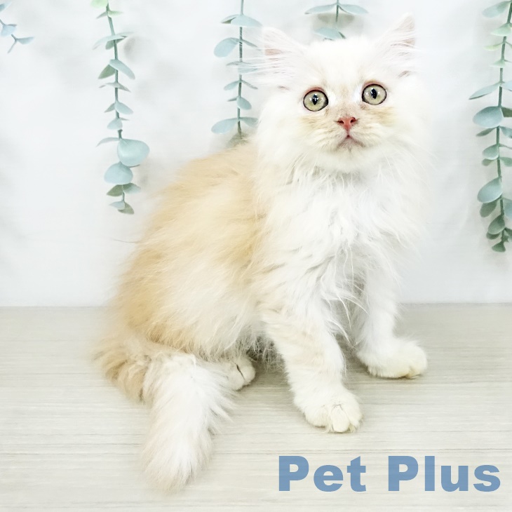 神奈川県のマンチカン (ペットプラス アミーゴ藤沢店/2025年8月30日生まれ/男の子/カメオタビーホワイト)の子猫の2枚目の画像