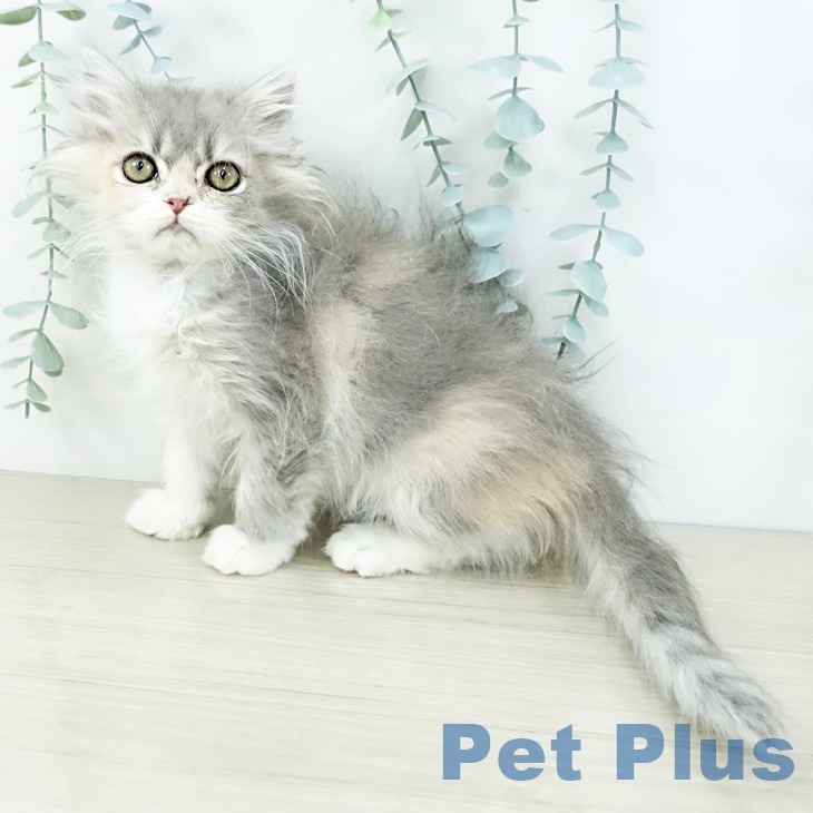 埼玉県のマンチカン (ペットプラス ららぽーと富士見店/2025年8月30日生まれ/女の子/ダイリュートキャリコ)の子猫の1枚目の画像