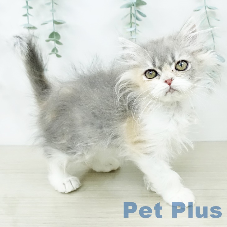 埼玉県のマンチカン (ペットプラス ららぽーと富士見店/2025年8月30日生まれ/女の子/ダイリュートキャリコ)の子猫の2枚目の画像