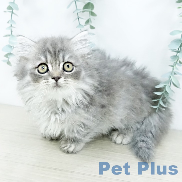 埼玉県のミヌエット (ペットプラス コクーンシティ店/2025年9月2日生まれ/男の子/ブルータビー)の子猫の1枚目の画像