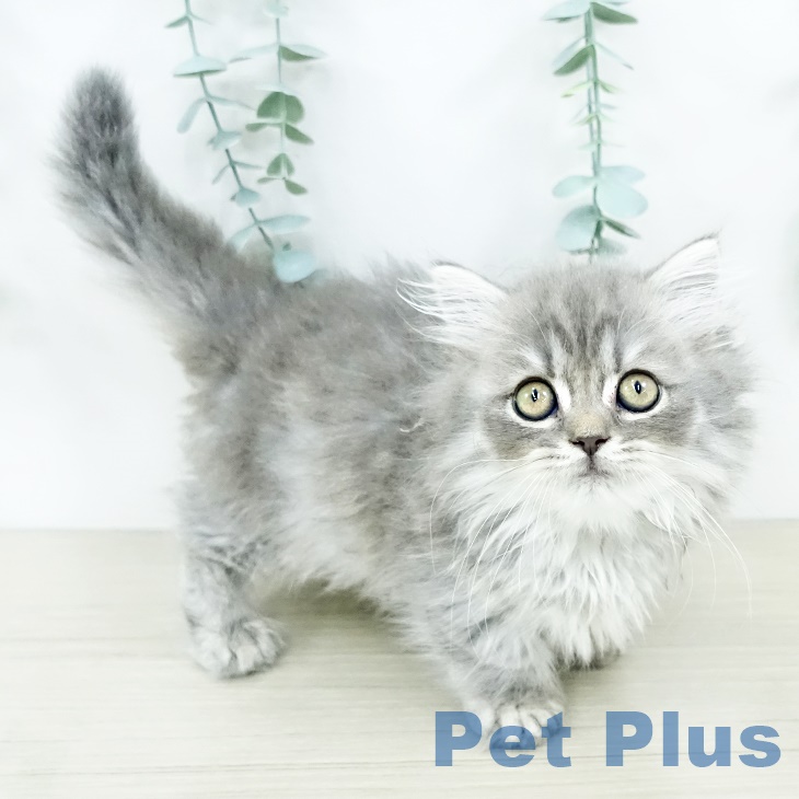 埼玉県のミヌエット (ペットプラス コクーンシティ店/2025年9月2日生まれ/男の子/ブルータビー)の子猫の2枚目の画像