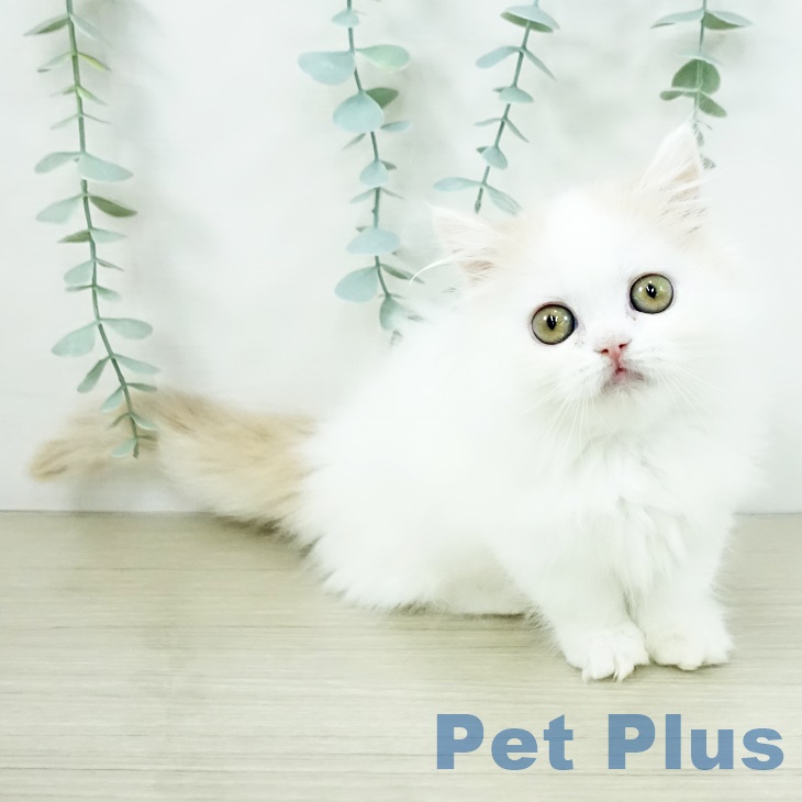 埼玉県のミヌエット (ペットプラス ららぽーと富士見店/2025年9月7日生まれ/男の子/クリームタビーホワイト)の子猫の1枚目の画像