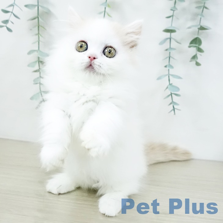 埼玉県のミヌエット (ペットプラス ららぽーと富士見店/2025年9月7日生まれ/男の子/クリームタビーホワイト)の子猫の2枚目の画像