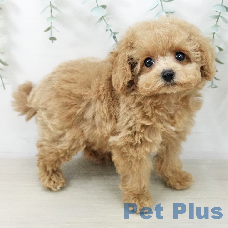 トイ・プードルの写真2