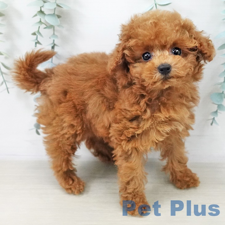 千葉県のトイプードル(トイ) (ペットプラス 幕張新都心店/2025年8月26日生まれ/女の子/レッドフォーン)の子犬の1枚目の画像