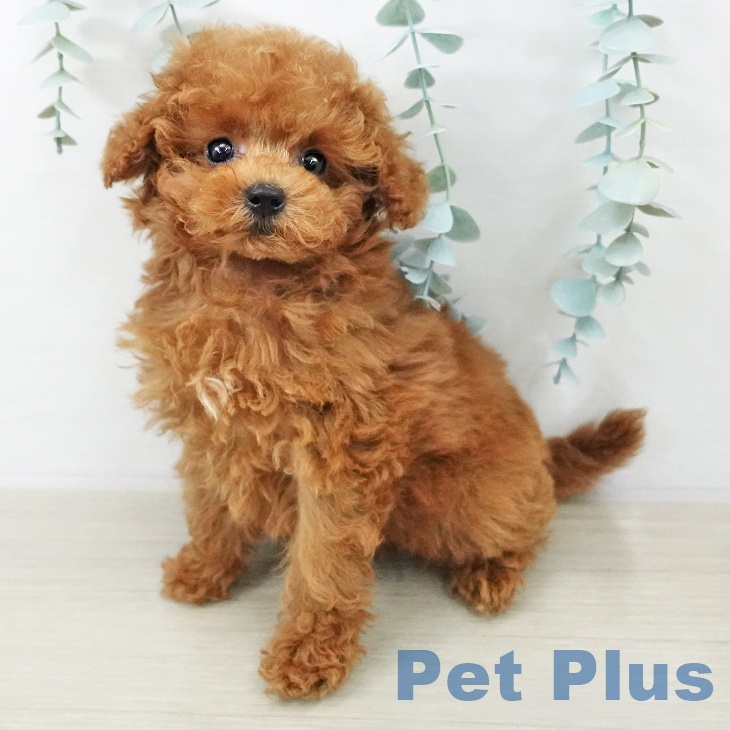 千葉県のトイプードル(トイ) (ペットプラス 幕張新都心店/2025年8月26日生まれ/女の子/レッドフォーン)の子犬の2枚目の画像