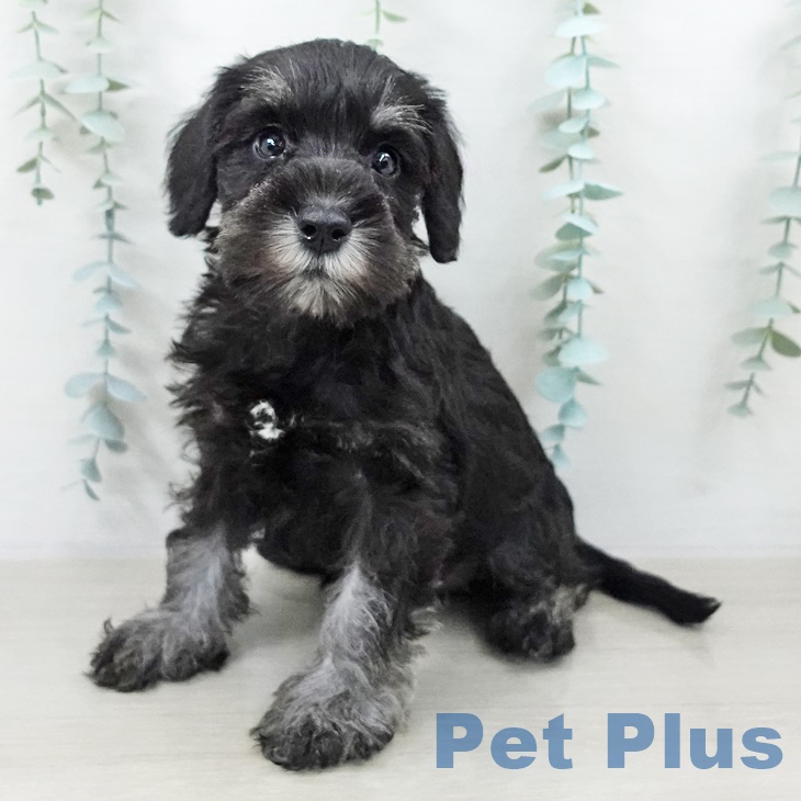 ミニチュア・シュナウザー